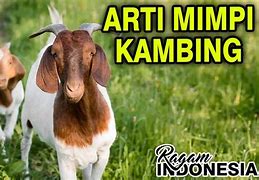 Mimpi Kambing Beranak 4 Togel